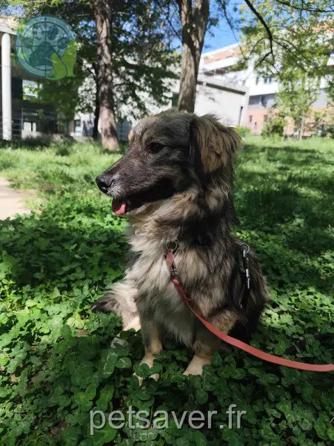 chienne lost    Lyon Arrietty