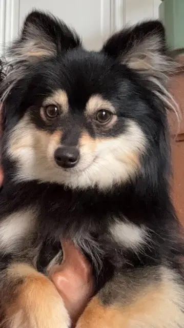 chienne lost    Lyon Hona