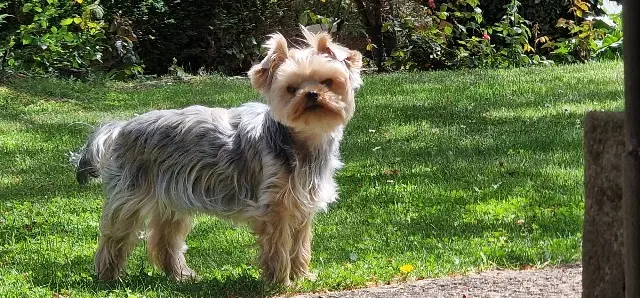 chienne lost    Lyon Ullia