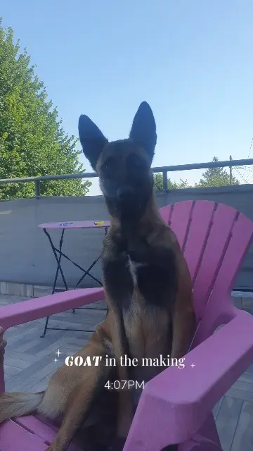 chienne lost    Oullins-Pierre-Bénite mira