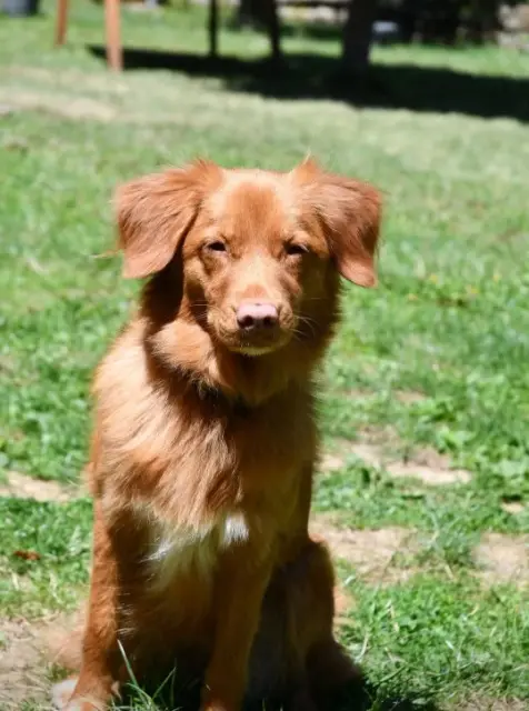 chienne lost   69760 Limonest Socquette