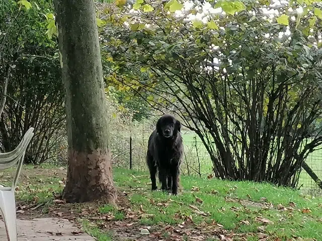 chienne lost   70160 Contréglise Emmy