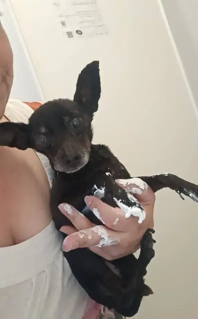 chienne lost   70000 Frotey-lès-Vesoul Filomene