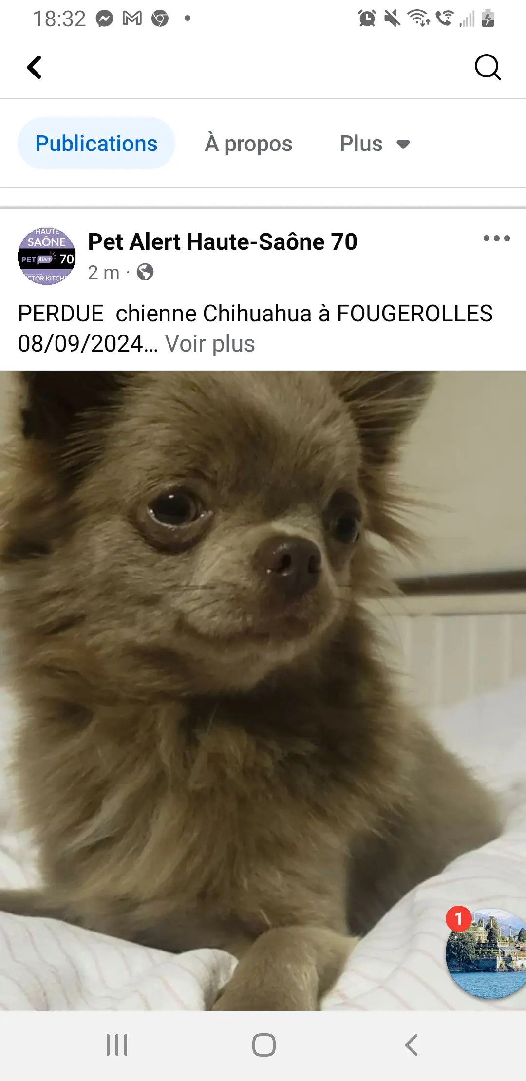 Chienne Perdue 70 Haute-Saône Fougerolles-Saint-Valbert - Lusha Chienne Perdue 70 Haute-Saône Fougerolles-Saint-Valbert - Lusha