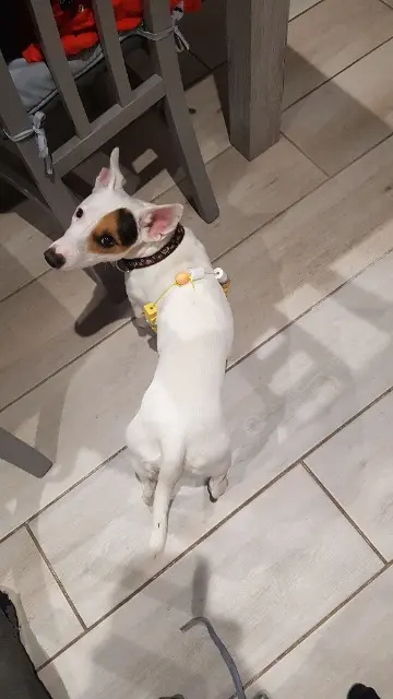 chienne lost   70000 Vallerois-Lorioz Roucky