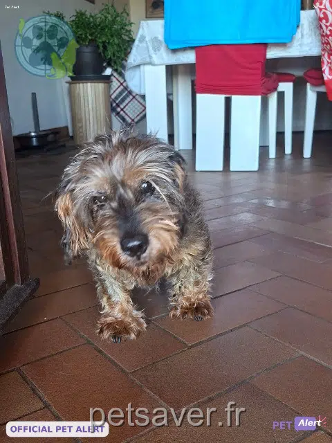 chienne lost 70130 Soing-Cubry-Charentenay Kisa