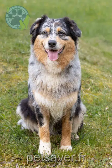 chienne lost   70600 Champlitte Tess