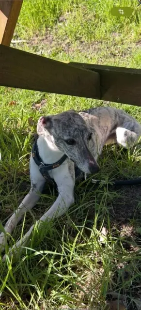 chienne lost   70400 Héricourt Ultesse