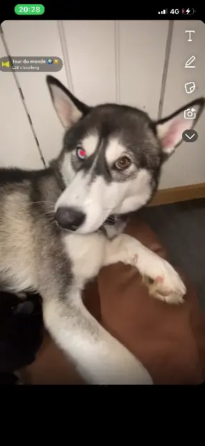 chienne lost   70000 Noidans-lès-Vesoul Viky