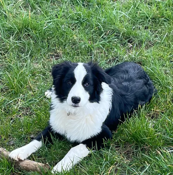Chienne Perdue 70 Haute-Saône Chienne Perdue 70 Haute-Saône