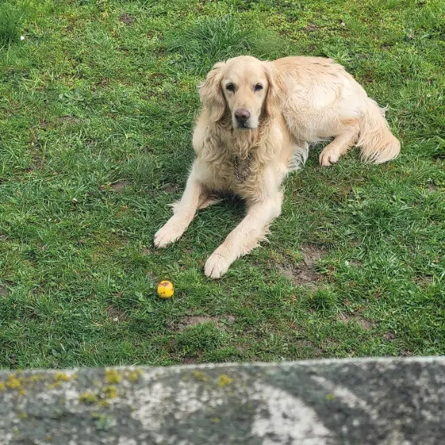 chienne perdue 71670 Saint-Firmin Cannelle chienne lost 71670 Saint-Firmin Cannelle