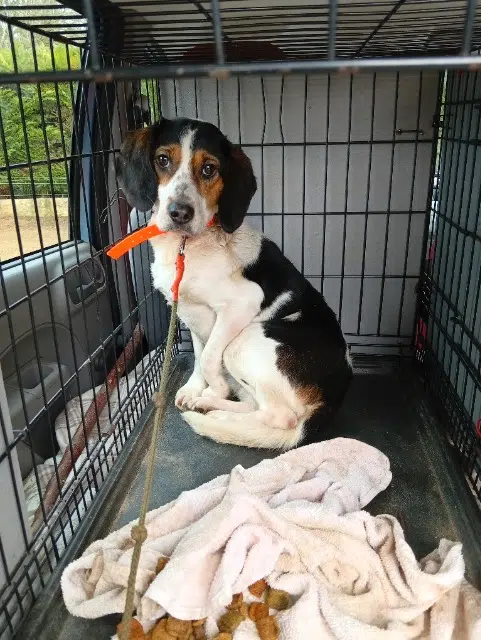 chienne lost   71220 La Guiche Diane