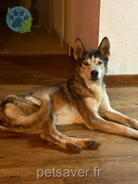 chienne lost   71580 Sagy Esdra