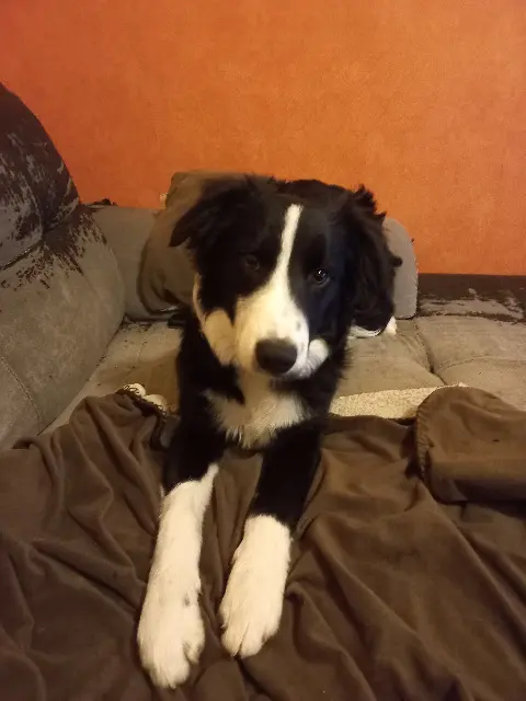 chienne lost   71250 Cluny Kalie