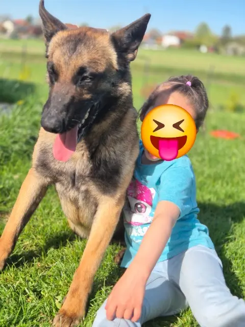 chienne lost   71000 Mâcon Urfée