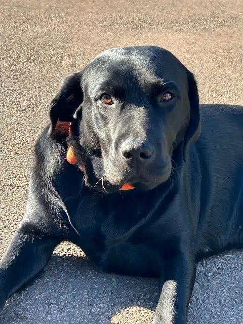 chienne lost   71640 Givry Vana