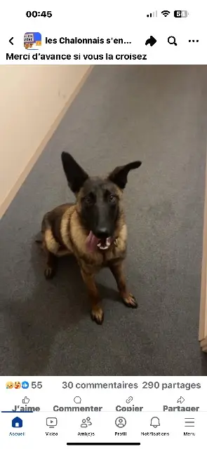 chienne lost   71100 Chalon-sur-Saône VEGA
