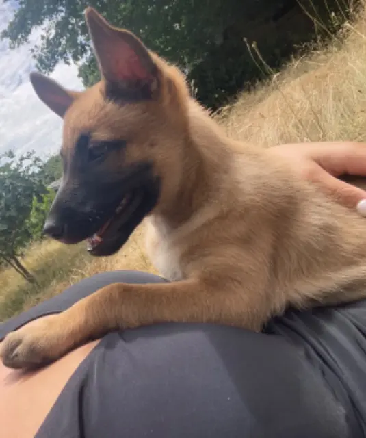 chienne lost   72250 Parigné-l'Évêque Aria