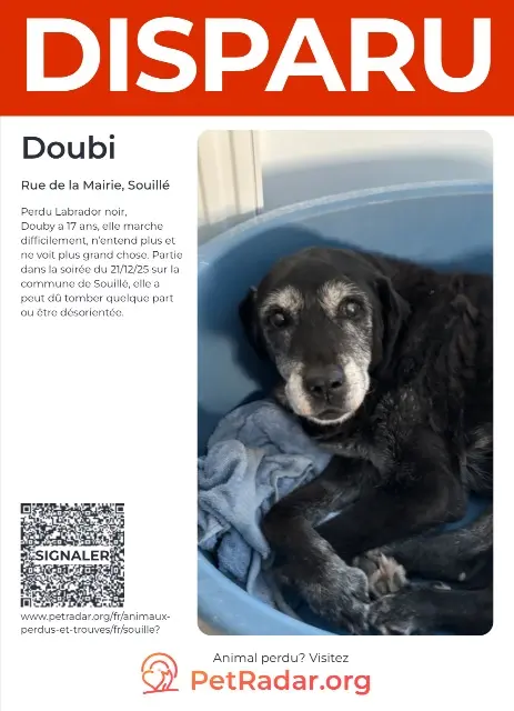 chienne lost   72380 Souillé Doubi