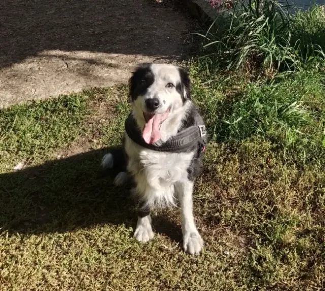 chienne lost   72430 Avoise Gina