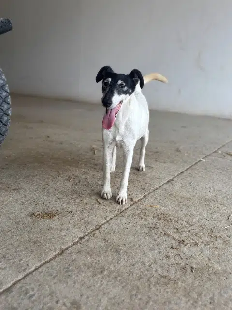 chienne lost   72440 Bouloire Icetea