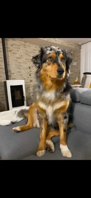 chienne lost   72220 Laigné-Saint-Gervais Chelsea