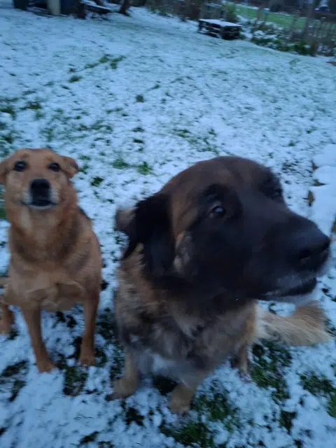 chienne lost   72220 Laigné-Saint-Gervais Junkaetmya