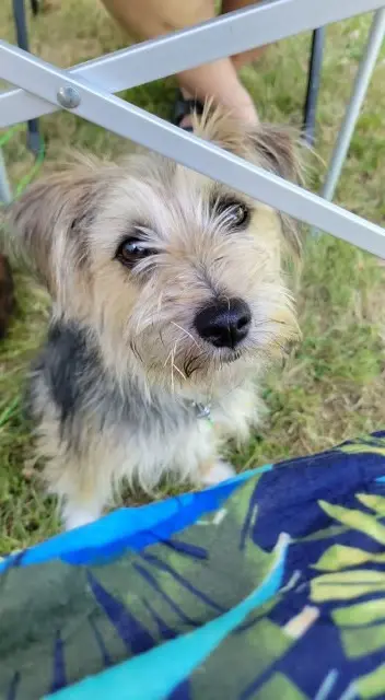 chienne lost    Le Mans Cannelle