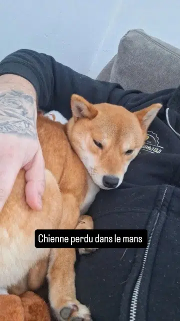 chienne lost    Le Mans Tayga