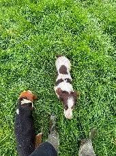 Chienne Perdue 72 Sarthe - Naloup Chienne Perdue 72 Sarthe - Naloup