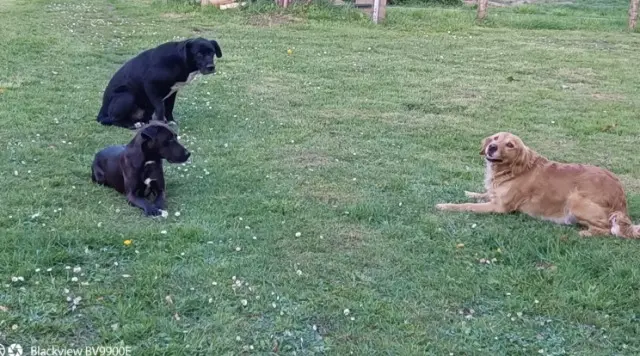 chienne lost   72800 Coulongé Nina et Shana