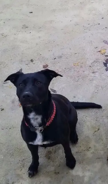 chienne lost   72610 Rouessé-Fontaine Olana