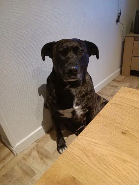 chienne lost   72400 La Chapelle-du-Bois Panda