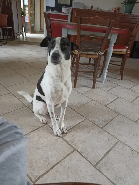 chienne lost   72600 Saint-Rémy-du-Val Raya