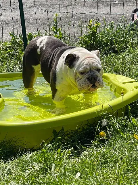 chienne lost   72460 Savigné-l'Évêque Shelby