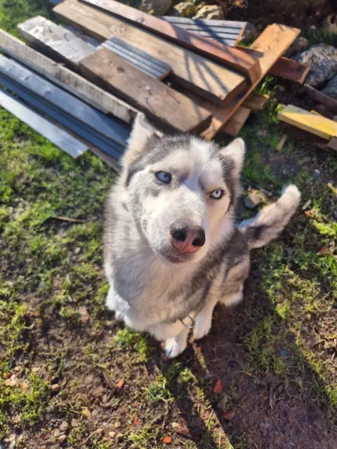 chienne lost   72150 Saint-Georges-de-la-Couée Umi