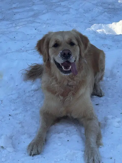 cagna lost   73700 Montvalezan Bali