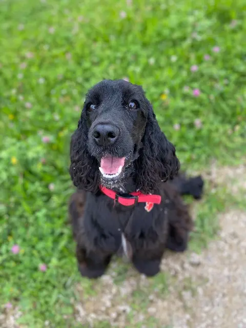 chienne lost   73230 Saint-Alban-Leysse BROOKIE