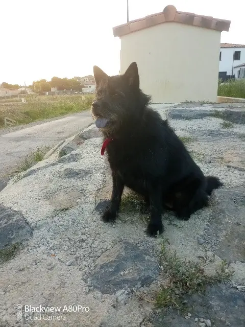 chienne lost   73000 Chambéry Indya