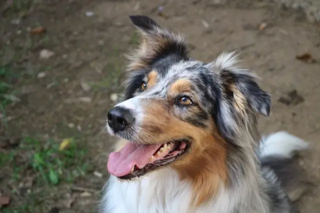 chienne lost   73310 Serrières-en-Chautagne Kiara