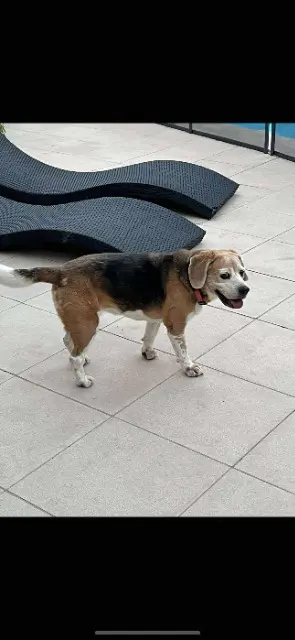 chienne lost   73370 Bourdeau Oscar