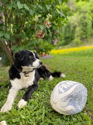 Chienne Perdue 73 Savoie - Poppy