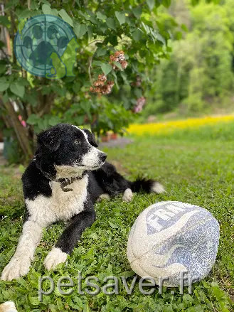 Chienne Perdue 73 Savoie - Poppy Chienne Perdue 73 Savoie - Poppy