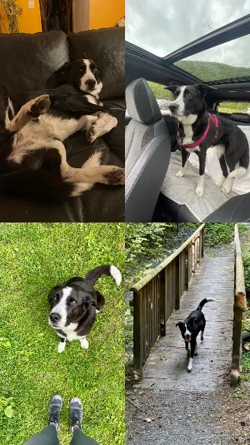 chienne lost   73700 Bourg-Saint-Maurice Pépite