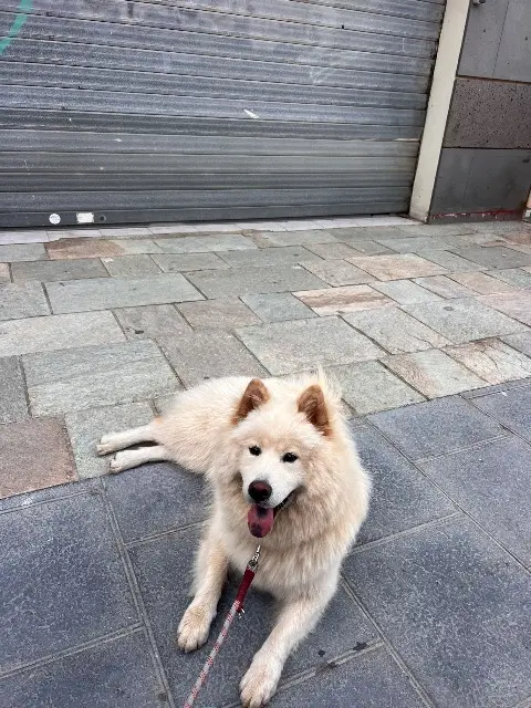 chienne lost   73000 Chambéry Raven