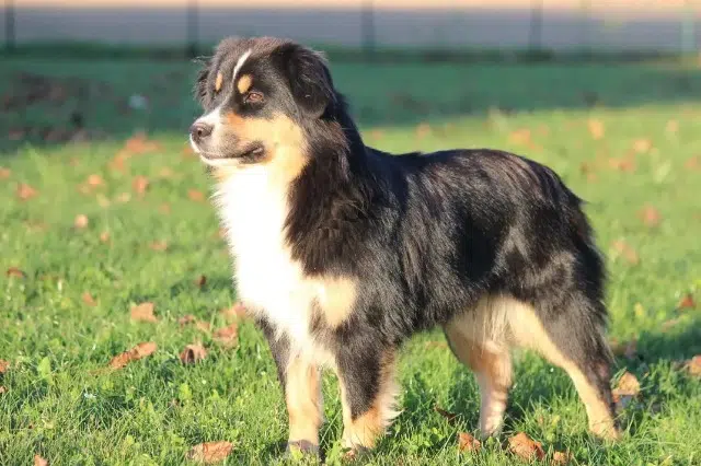 chienne lost   73460 Frontenex Rocklyn