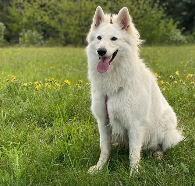 chienne lost   73100 Aix-les-Bains Tia