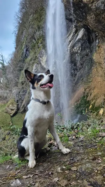chienne lost   73160 Saint-Cassin TIPI