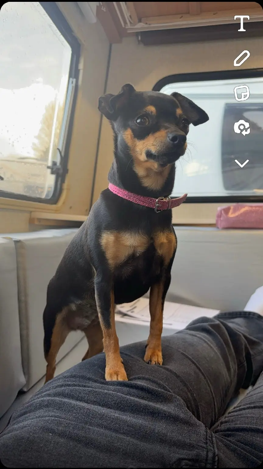 Chienne Perdue 73 Savoie Chienne Perdue 73 Savoie