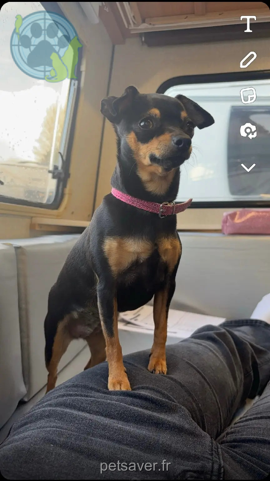 Chienne Perdue 73 Savoie Chienne Perdue 73 Savoie